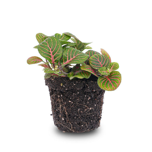 Fittonia Bubble Red - Rood en groen - Mozaïekplant
