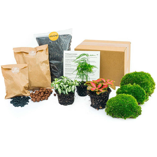 Plantenterrariumpakket - Asperges - 3 terrariumplanten - Navul- & Startpakket - DIY Terrariumpakket