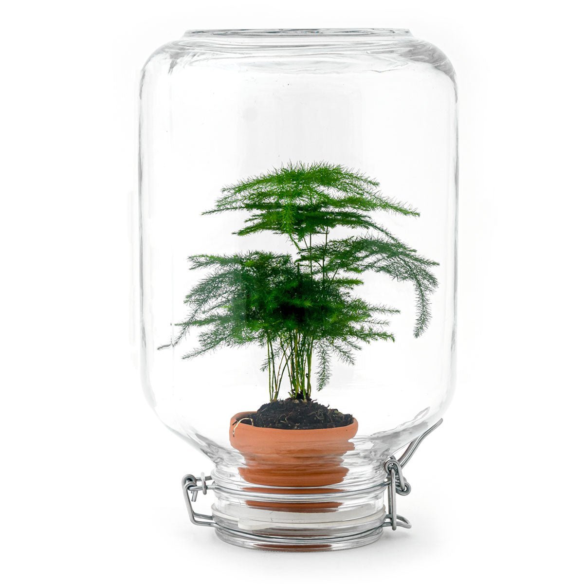 Easyplant - Ficus Ginseng Bonsai - DIY Terrarium Kit - ↑ 28 cm