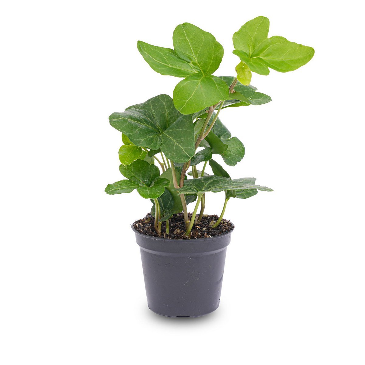 Hedera-helix - Ø 7 cm