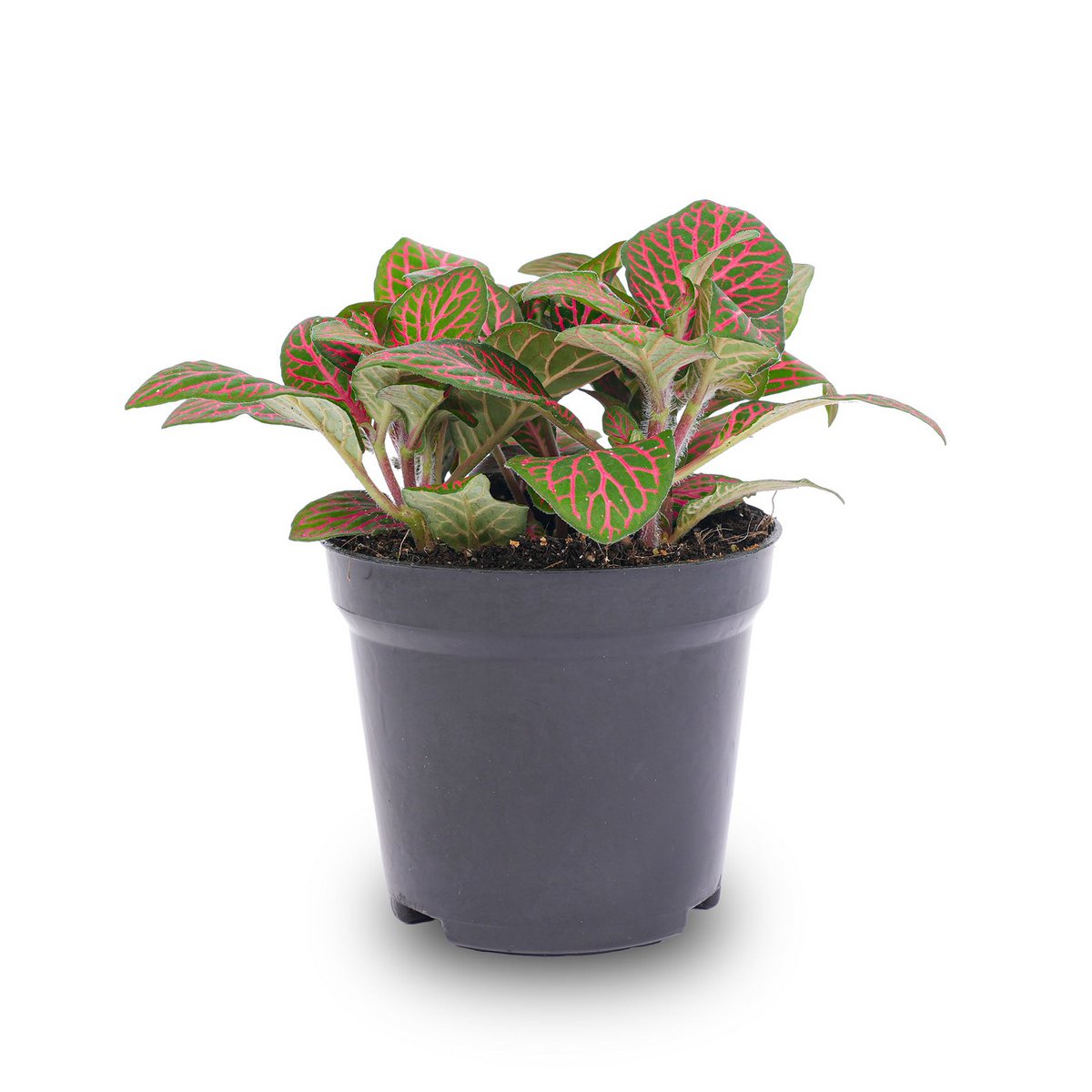 Fittonia rood - Mozaïekplant