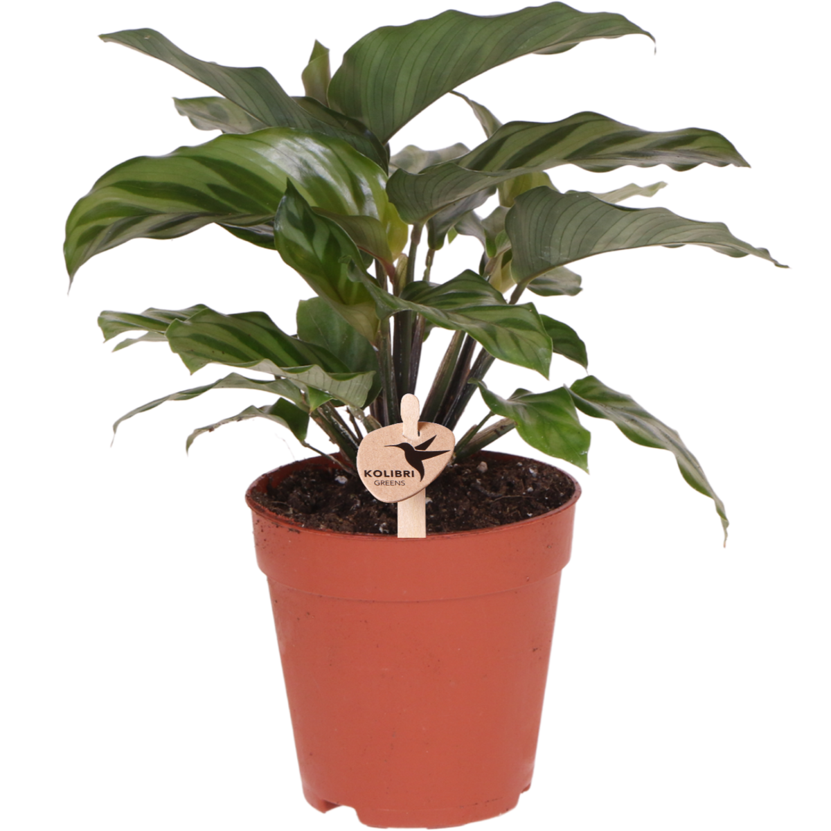 Kolibri Greens | Groene plant - Calathea -  groene kamerplant - vers van de kweker - Ø9cm