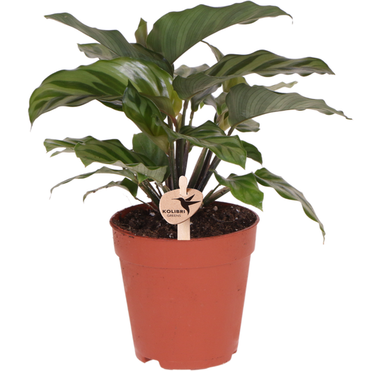 Kolibri Greens | Groene plant - Calathea -  groene kamerplant - vers van de kweker - Ø9cm