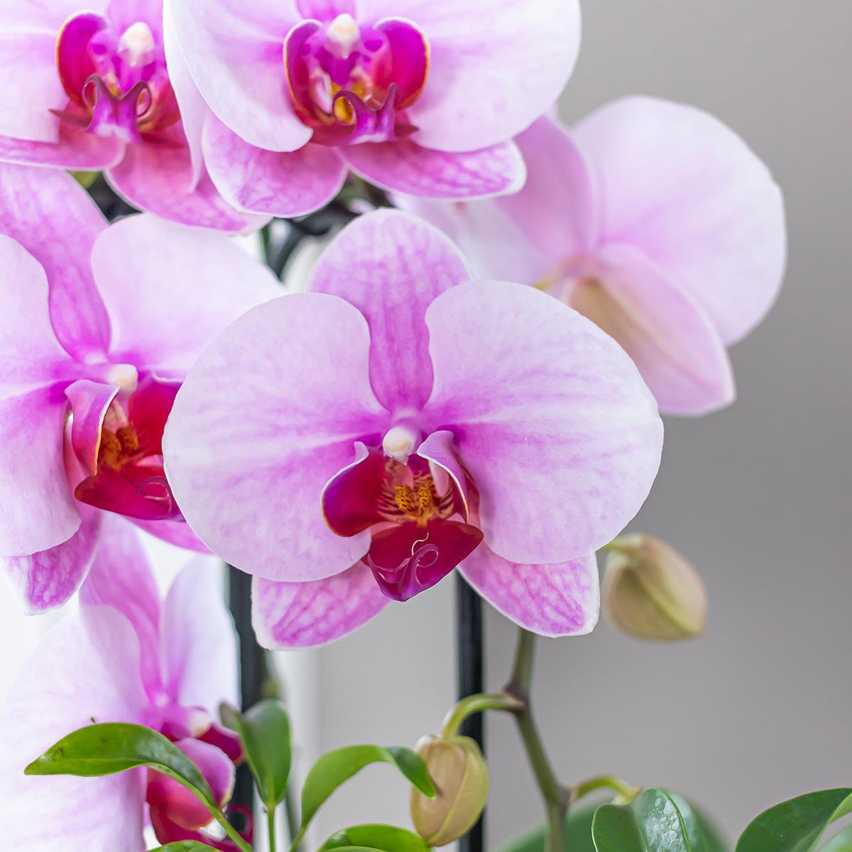 Kolibri Orchids | roze Phalaenopsis orchidee - Niagara Fall  - potmaat Ø9cm | bloeiende kamerplant - vers van de kweker