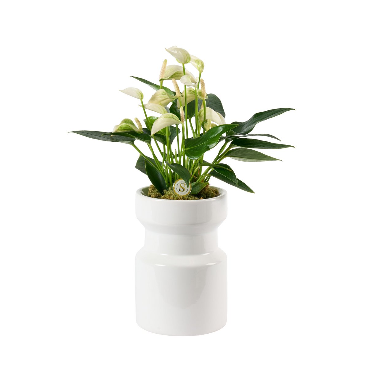 Davinci White Gloss White