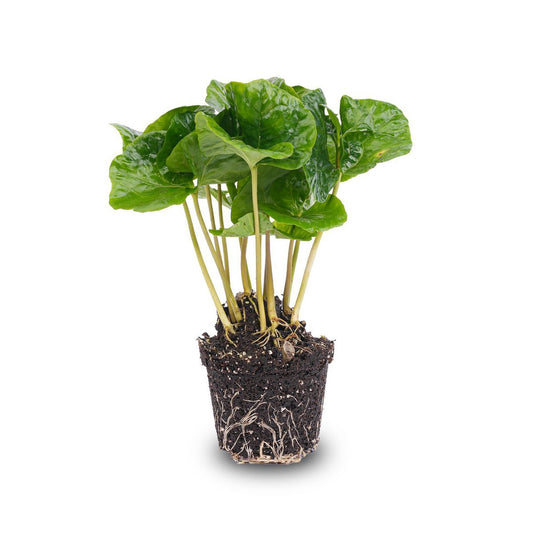 Coffea Arabica - Koffieplant - Terrariumplant