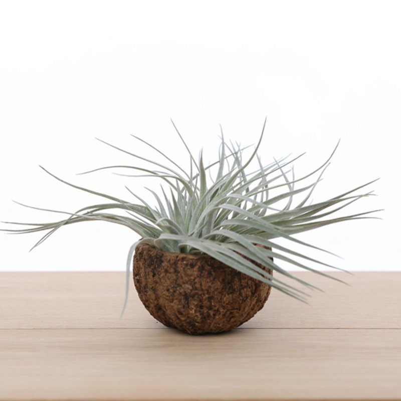 Tillandsia silver in bruine cup