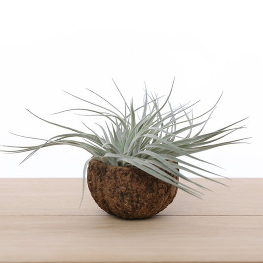 Tillandsia silver in bruine cup