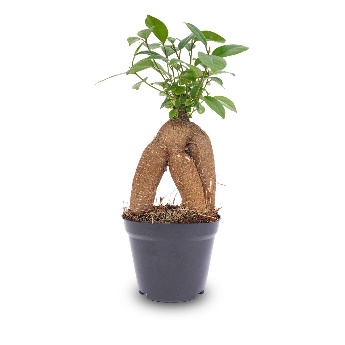 Ficus microcarpa ginsengbonsai - ↑20 cm
