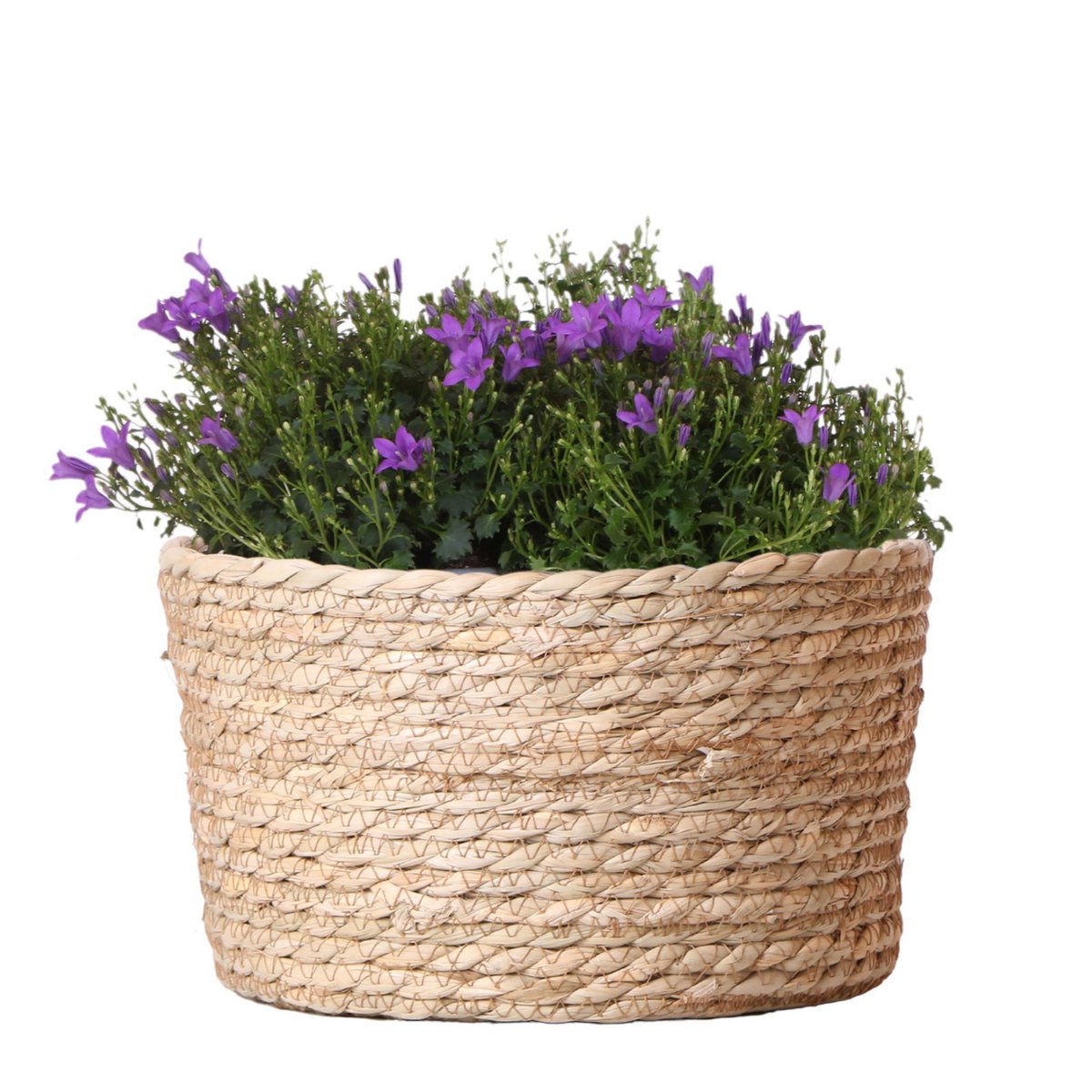 Campanula Addenda Ambella Intense purple - Rieten schaal met Campanula met watergeefsysteem - 3 stuks - Klokjesbloem paars  - potmaat 12cm - binnen & buiten