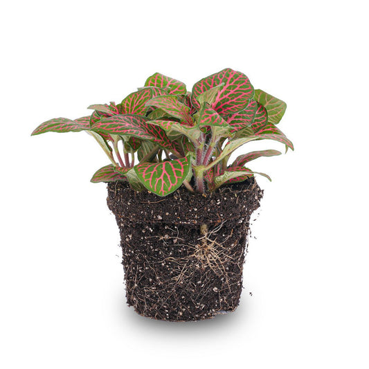 Fittonia rood - Mozaïekplant