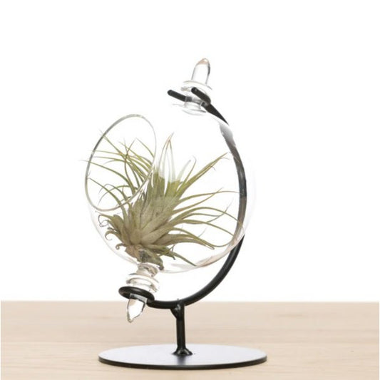 Kleine globe + ionantha medium