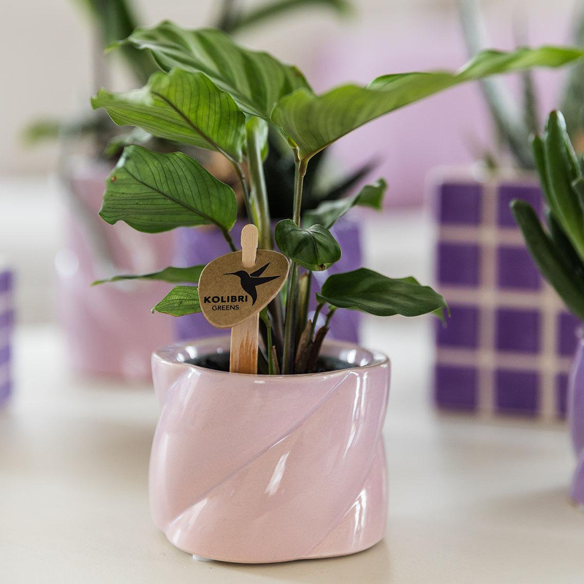 Kolibri Thuis | Candy sierpot - Roze - Ø6cm