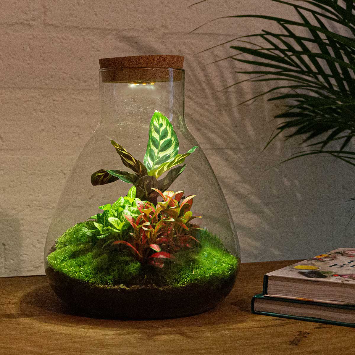 Terrarium DIY Kit - Sam Calathea met licht - Flessentuin - ↑ 30 cm