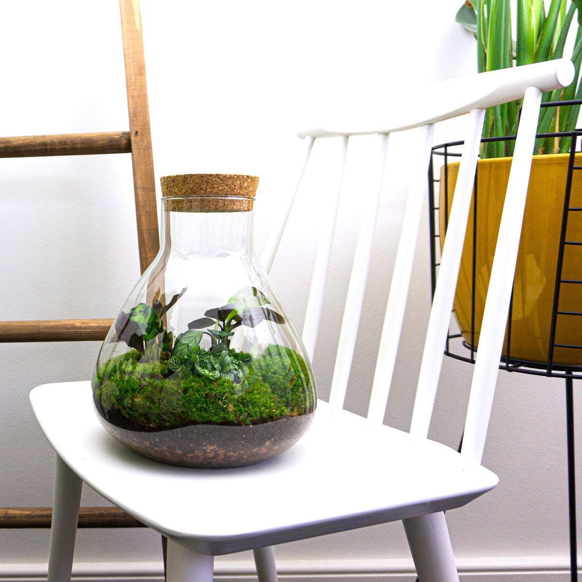 Terrarium bouwpakket - Sammie - Bottle Garden - ↑ 27 cm