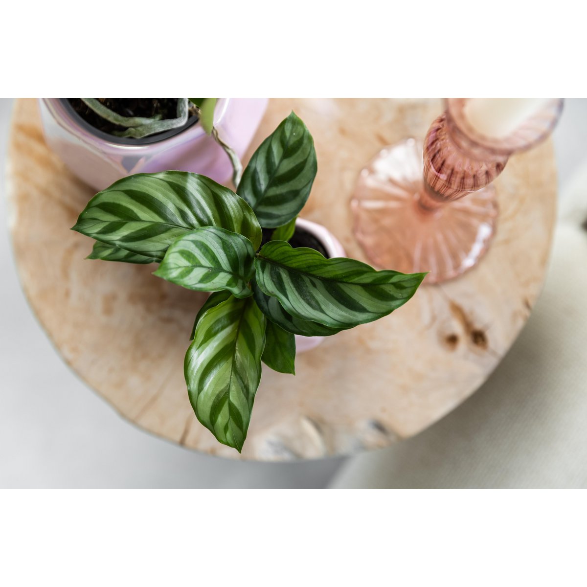 Kolibri Greens | Groene plant - Calathea -  groene kamerplant - vers van de kweker - Ø9cm