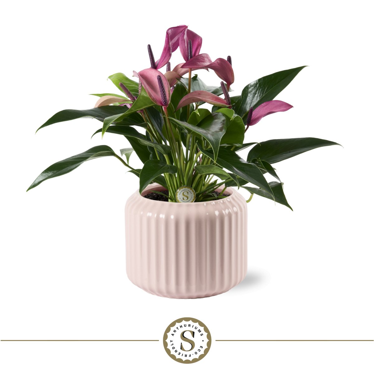 Bologna Pastel Pink Zizou