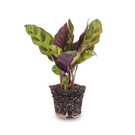 Calathea Lancifolia - Pauwplant - Terrariumplant