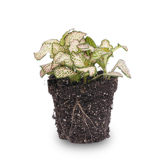 Fittonia Pink Tiger - Roze, wit en groen - Mozaïekplant
