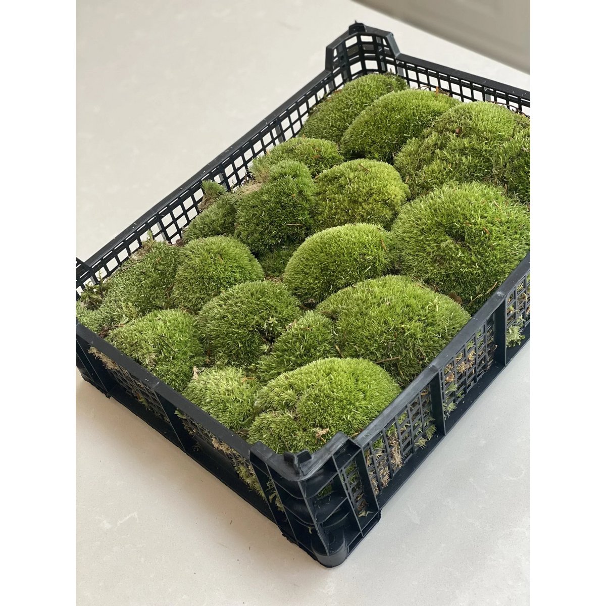 Levend Kussen Moss - Vol dienblad - Groen & Fris