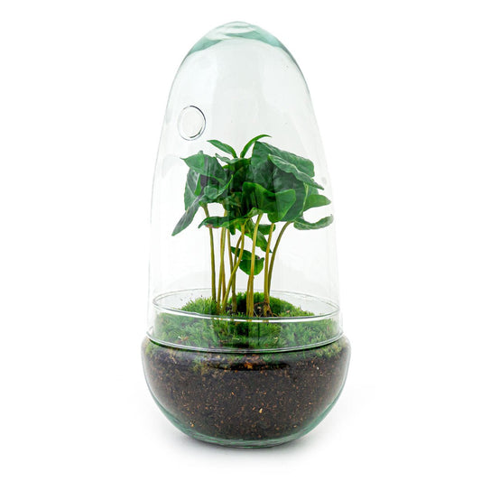 Terrarium DIY Kit - Ei Coffea Arabica - Flessentuin - ↑ 25 cm