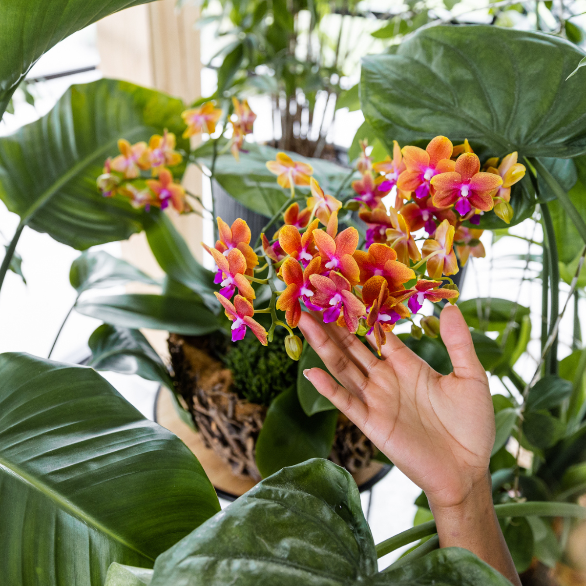 Kolibri Orchids | oranje geurende Phalaenopsis orchidee - Fragrance orange - potmaat Ø12cm | bloeiende kamerplant - vers van de kweker