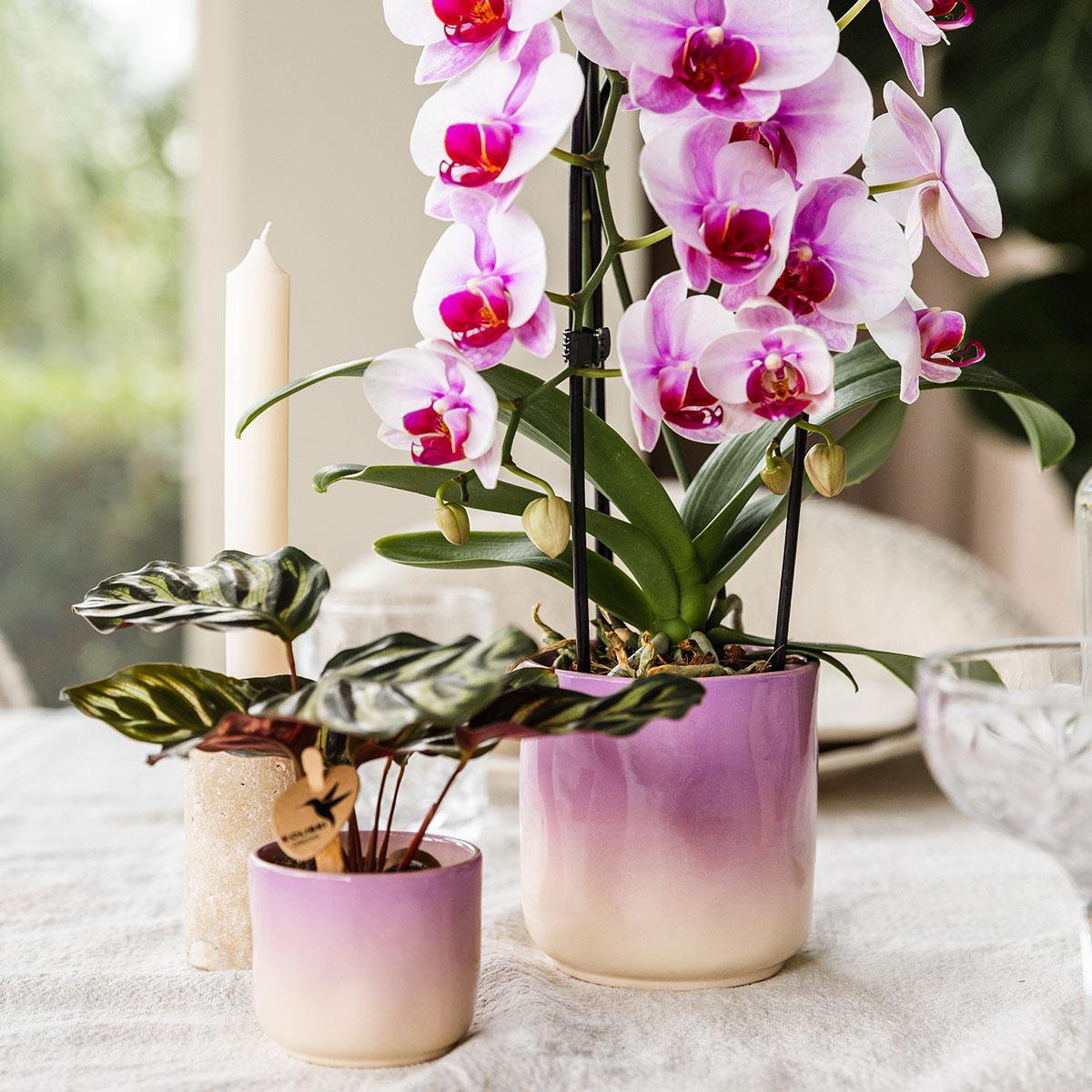 Colibr Orchids | Pink Orchid Nigagara Falls + Grawn Pot Pink - Potmate Ø9cm | -Driverende kamerplant - vers van de teler
