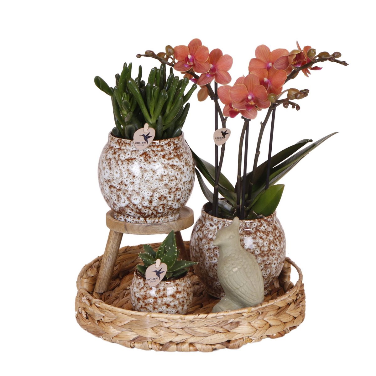 Kolibri Company | Gift set Untamed Nature | Plantenset met rode Phalaenopsis Orchidee en Succulenten incl. keramieken sierpotten