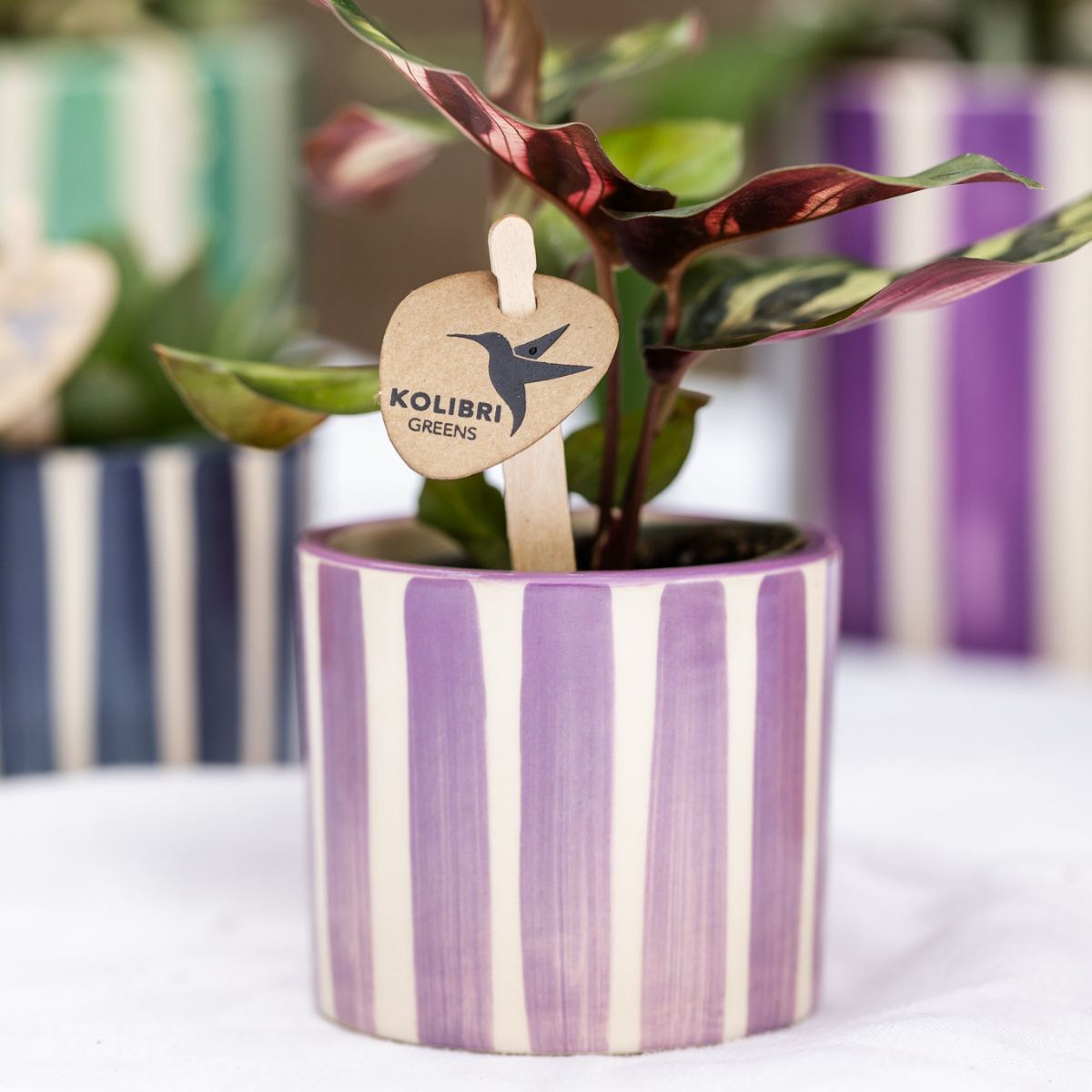 Kolibri Thuis | Geverfde streep - Lila - Ø6cm