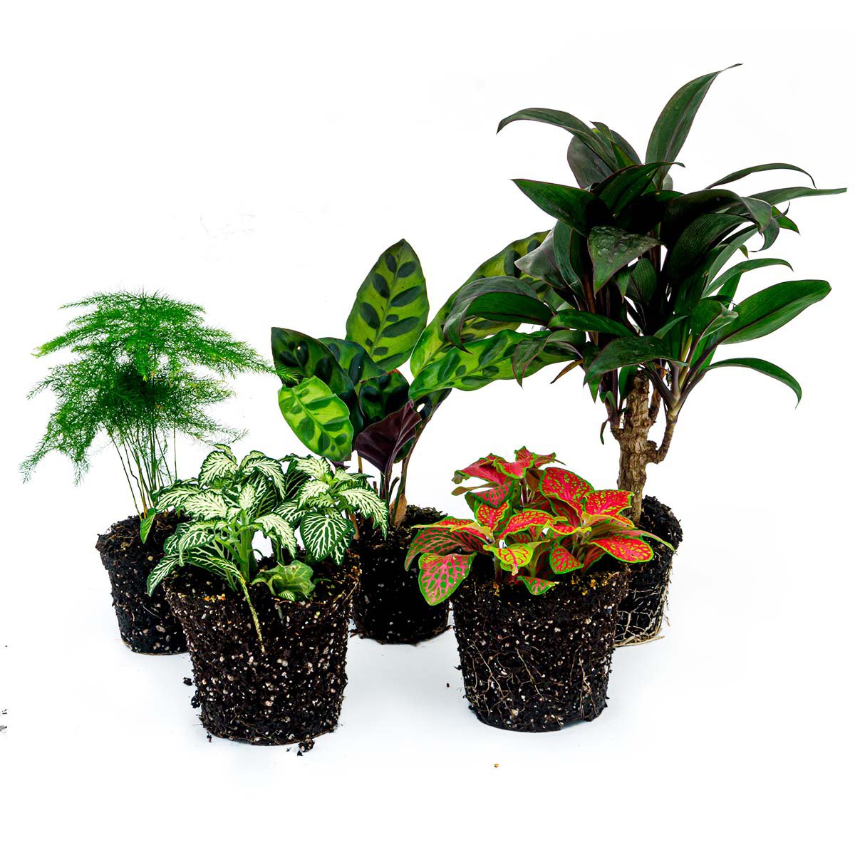 Plantenterrariumset - Lancifolia - 5 planten - Palm - Calathea Lancifolia - Asperges - Rood & Witte Fittonia