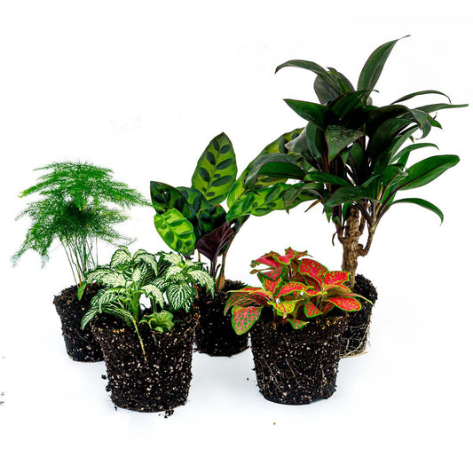 Plantenterrariumset - Lancifolia - 5 planten - Palm - Calathea Lancifolia - Asperges - Rood & Witte Fittonia